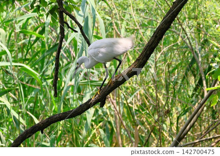 A little egret perched on a slanted branch. A little egret perched on a slanted branch. 142700475