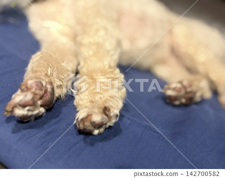放鬆玩具貴賓犬的爪墊 放鬆玩具貴賓犬的爪墊 142700582
