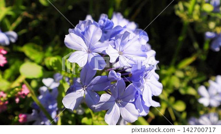 Blue plumbago flowers blooming on Ishigaki Island. Blue plumbago flowers blooming on Ishigaki Island. 142700717