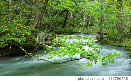 forest in the spring forest in the spring 142700738