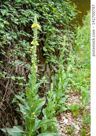 生長在山區路邊的毛蕊花 生長在山區路邊的毛蕊花 142700787