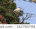 Black-crowned Night Heron in breeding plumage 142700788
