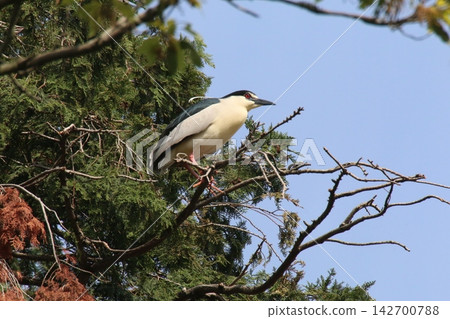 Black-crowned Night Heron in breeding plumage Black-crowned Night Heron in breeding plumage 142700788