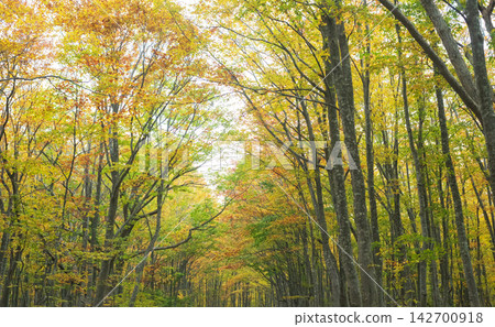 yellow trees in the autumn forest 142700918