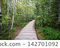 Curving wooden eco trail crossing birch and pine forest during early autumn season path 142701092