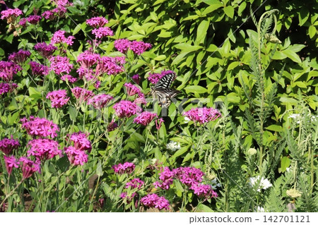 一隻鳳蝶(Papilio xuthus)在春天的公園花園裡吸食蠅子草的花蜜。 一隻鳳蝶(Papilio xuthus)在春天的公園花園裡吸食蠅子草的花蜜。 142701121