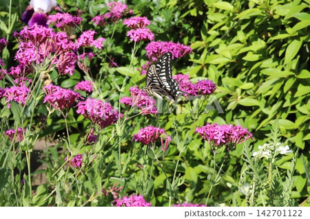 一隻鳳蝶(Papilio xuthus)在春天的公園花園裡吸食蠅子草的花蜜。 一隻鳳蝶(Papilio xuthus)在春天的公園花園裡吸食蠅子草的花蜜。 142701122