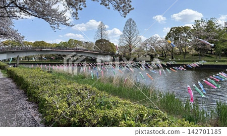 一幅傳統的日本春季景色，櫻花盛開，鯉魚彩帶飄揚。 142701185