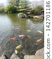 鯉魚在池塘裡優雅地遊動 142701186