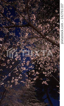 靜夜裡櫻花盛開 靜夜裡櫻花盛開 142701187