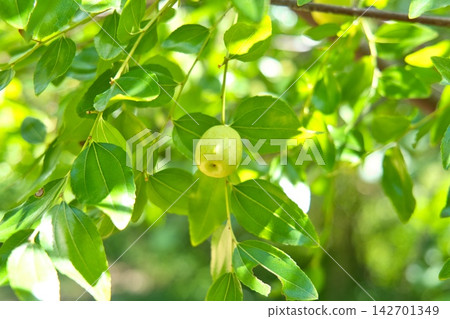 Green jujube fruit Green jujube fruit 142701349