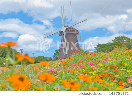 A park with a zinnia field and a windmill A park with a zinnia field and a windmill 142701371