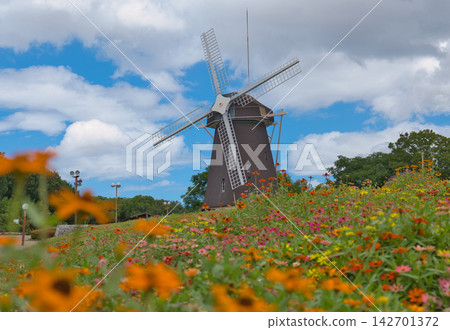A park with a field of zinnias and a windmill. A park with a field of zinnias and a windmill. 142701372