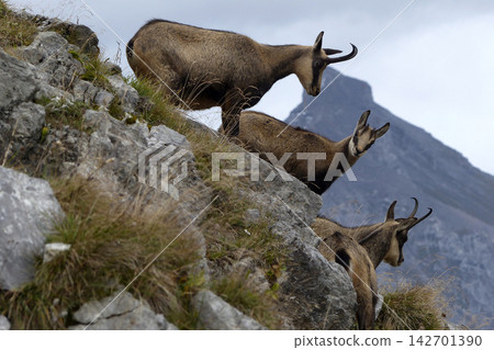 Herd of Chamois in the Karwendel Mountains in Austria Herd of Chamois in the Karwendel Mountains in Austria 142701390