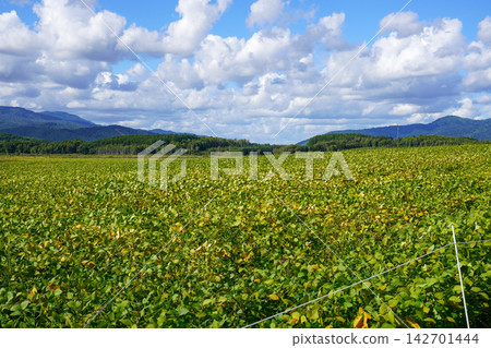 Soybean fields in Horokanai Town, Hokkaido Soybean fields in Horokanai Town, Hokkaido 142701444