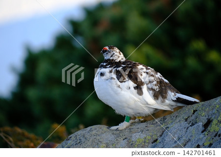 【五月】雷鳥(雄性)地點:立山室堂(富山縣立山町) 【五月】雷鳥(雄性)地點:立山室堂(富山縣立山町) 142701461