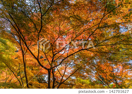 改變葉子的Momiji 改變葉子的Momiji 142701627