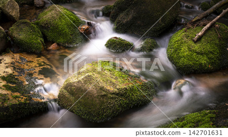 water in the forest water in the forest 142701631