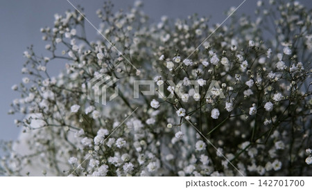 Gypsophila paniculata flowers in a bouquet Gypsophila paniculata flowers in a bouquet 142701700