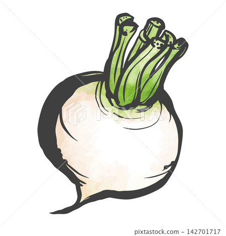 A hand-drawn brushstroke style illustration of a white turnip A hand-drawn brushstroke style illustration of a white turnip 142701717