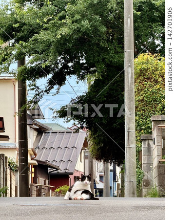 一隻貓回頭望著街景。 一隻貓回頭望著街景。 142701906