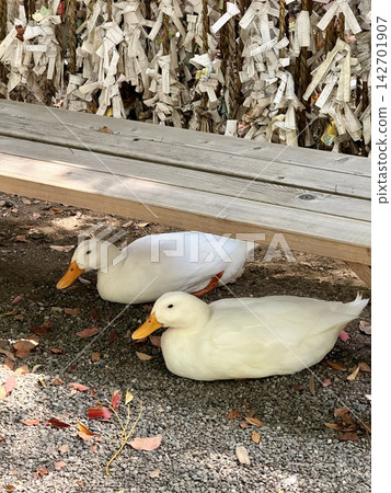 基於公園長椅的鴨子 基於公園長椅的鴨子 142701907