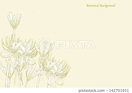 Lycoris radiata botanical frame background material with elegant gold floral line art and copy space. 142701931