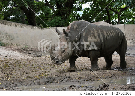 A white rhinoceros walking sideways after a mud bath. A white rhinoceros walking sideways after a mud bath. 142702105