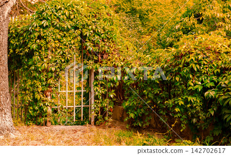 Autumn garden gate covered in lush green and yellow foliage Autumn garden gate covered in lush green and yellow foliage 142702617