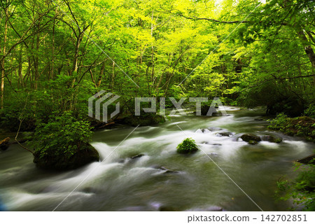 forest in the spring forest in the spring 142702851