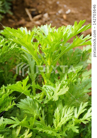 菊花葉(春菊),蔬菜,栽培 菊花葉(春菊),蔬菜,栽培 142703646