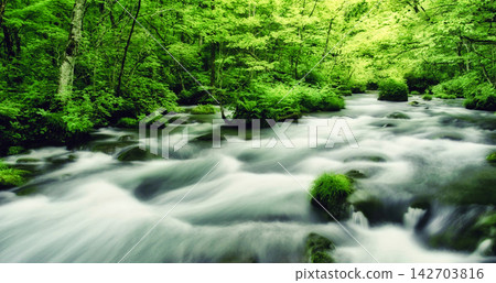 forest in the rain forest forest in the rain forest 142703816