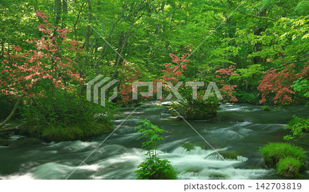 water in the forest water in the forest 142703819