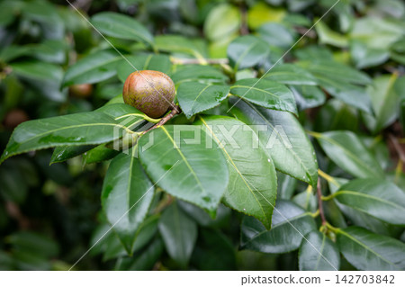 色彩繽紛的山茶果實 色彩繽紛的山茶果實 142703842