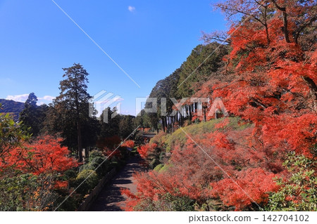 京都府宇治市三室戶寺院內的秋葉 142704102