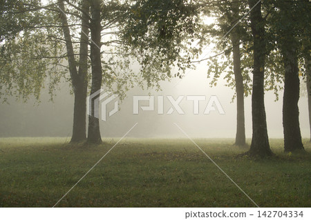Misty Forest Grove at Dawn with Tall Trees and Soft Morning Light in a Park Misty Forest Grove at Dawn with Tall Trees and Soft Morning Light in a Park 142704334