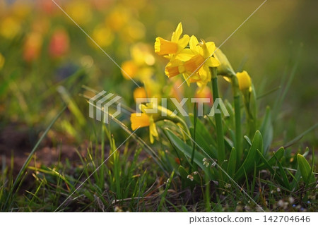 Yellow daffodil in the grass in the garden. Concept for spring and nature. 142704646