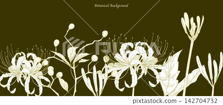 蜘蛛百合植物邊框背景素材:優雅的金色花卉線條藝術與留白空間。 蜘蛛百合植物邊框背景素材:優雅的金色花卉線條藝術與留白空間。 142704732