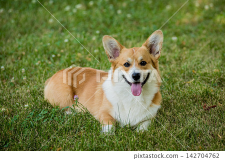 Portrait of Welsh corgi pembroke in the city park Portrait of Welsh corgi pembroke in the city park 142704762