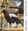 Majestic Steller's Sea Eagle Perched Gracefully, Showcasing Its Striking Plumage and Powerful Presence in a Naturalistic Habitat 142705124