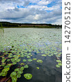 A Serene Lake Landscape Featuring Lush Lily Pads Under a Cloudy Sky and Reflections of Natural Beauty 142705125