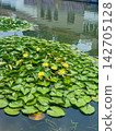 Vibrant Water Lilies Blooming Amidst Lush Green Lily Pads on a Serene Calm Water Surface Reflecting Tranquil Surroundings in a Peaceful Setting 142705128