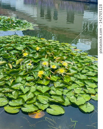 Vibrant Water Lilies Blooming Amidst Lush Green Lily Pads on a Serene Calm Water Surface Reflecting Tranquil Surroundings in a Peaceful Setting Vibrant Water Lilies Blooming Amidst Lush Green Lily Pads on a Serene Calm Water Surface Reflecting Tranquil Surroundings in a Peaceful Setting 142705128