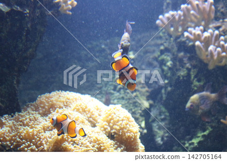 Two Bright Orange Clownfish Swimming Above a Large Textured Sea Anemone Two Bright Orange Clownfish Swimming Above a Large Textured Sea Anemone 142705164