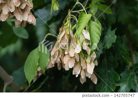 Winged Seeds Hanging on Tree Branch Winged Seeds Hanging on Tree Branch 142705747
