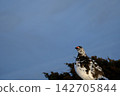 [5月]雷鳥（雄性）地點：禦庫裡池附近（立山室堂） 142705844