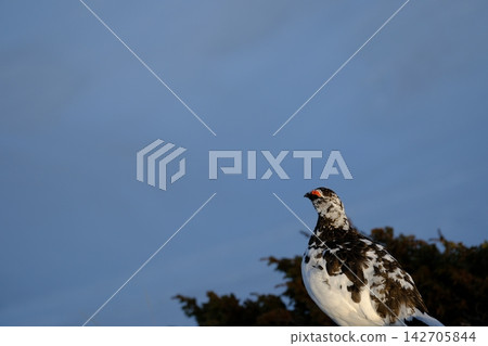[5月]雷鳥（雄性）地點：禦庫裡池附近（立山室堂） 142705844
