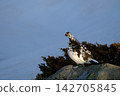 [5月]雷鳥（雄性）地點：禦庫裡池附近（立山室堂） 142705845