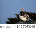 [5月]雷鳥（雄性）地點：禦庫裡池附近（立山室堂） 142705846