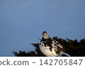 [5月]雷鳥（雄性）地點：禦庫裡池附近（立山室堂） 142705847